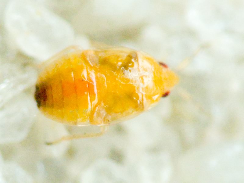 Anthocoridae Fieber, 1837
